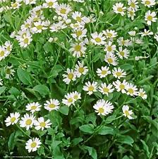 Image result for Tanacetum balsamita