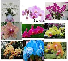 Phalaenopsis Flower Learn How To Grow Orchid Seeds Phalaenopsis Flower Seeds