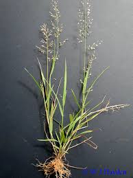 Image result for Eragrostis ciliaris