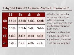 Dihybrid punnett square practice problems we did problem a in class together. Mendelian Genetics Monohybrid Crosses Vs Dihybrid Crosses Dihybrid