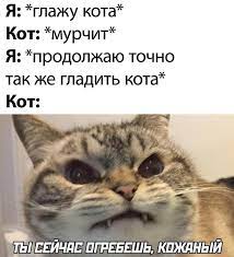 Приколы для даунов :: кот :: разное / картинки, гифки, прикольные комиксы,  интересные статьи по теме.