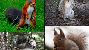Give us a call today for our effective squirrel control glasgow services. What Types Of Squirrels Are In North Carolina Critter Control Of The Triangle