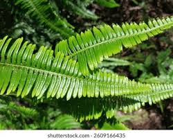 Image result for Dicranopteris elegantula