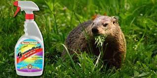 When it comes to deterrents or groundhog repellent, there are none that are specifically known. Groundhog Repellent Repel Groundhogs Get Rid Of Groundhogs