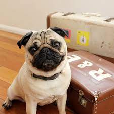 Rundum versichert mit unseren zuverlässigen umzugshelfern. Pet Relocation Services Dubai Dog Cat Relocation
