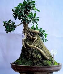 Daftar Harga Jual Bibit Pohon Bonsai Murah Www Stewartflowers Net