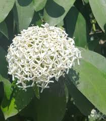Image result for Ixora narcissodora