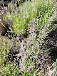 Image result for Tricholaena