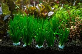 Image result for Vallisneria