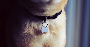 I'm a little nervous and need more. What I Ve Learned From Renaming My Rescue Dogs Diamond Pet Foods