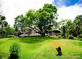Pabani Tree Beautiful Plants