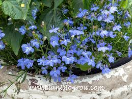 Image result for Lobelia rubescens