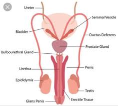 Its function is to remove old red blood cells and also to recycle iron. Explain Male Reproductive System Brainly In