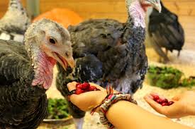 Do butterball products have msg? Everything You Know About Thanksgiving Dinner Is Garbage Peta