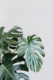 Monstera Leaves Plant Wallpaper Plant Aesthetic Plants