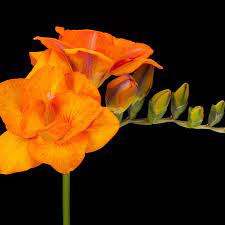 Penning Freesia Penningfreesia Instagram Photos And Videos Instagram Instagram Photo Freesia