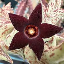 Image result for Orbea carnosa