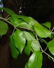 Image result for Maclura africana