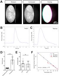Global and local tension measurements in biomimetic skeletal muscle tissues  reveals early mechanical homeostasis