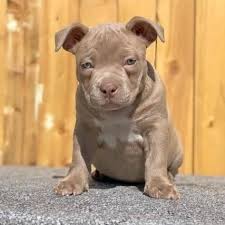 Pets and animals lansing 500 $. Pitbull Puppies For Sale Lansing Mi Pitbull Puppies For Sale Facebook