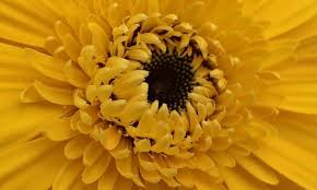 Link to blog post with all the info: Miaflora Farms Wholesale Flowers Farm Direct Flowers Flowers Grower Farm Fresh Flowers