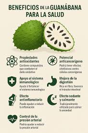 Viajeros - La guanábana (también conocida como graviola o Annona muricata)  es una fruta tropical con un sabor dulce y ácido que también es apreciada  por sus posibles beneficios para la salud.