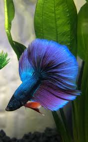 Betta Fish Name Suggestions For This Water Puppy Betta Fish Betta Fish