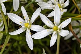 Image result for Ornithogalum