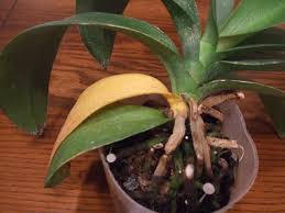 胡蝶蘭の育て方q A 胡蝶蘭の愛華園芸