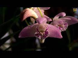 Orchids Tesco Orchids Orchid Plants Orchids Flower Garden Design