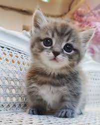 4.5 out of 5 stars (46) $ 4.08. Mini Kitty Cat Video Cute Cats Cute Baby Animals Cute Cats And Kittens