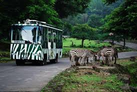 Taman hewan perbaungan / www daily wife com jalan jalan r zoo di serdang bedagai sumut hewan langka adalah hewan yang spesiesnya sangat sulit kendati kebun binatang di perbaungan. Coba Petualangan Seru Di Taman Safari Indonesia Yang Tak Terlupakan
