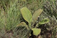 Image result for Berkheya zeyheri