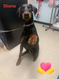 Doberman pinschers for adoptionselect a breed. Dog Adoption In Bridgewater Nj 08807 Doberman Pinscher Mixed Short Coat Dog Diana