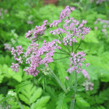 Image result for Pimpinella ledermannii
