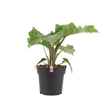 Check out alocasia variegated on ebay. Alocasia Plant Rebelz