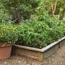 Many newbies make a mistake by planting too many different seeds in a garden. Vegetable Garden Ideas Design Garden Design
