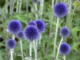 Image result for globe thistle