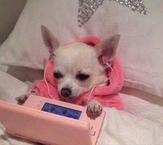 Chihuahua Lustige Hunde Susse Tiere Lustige Hund Meme