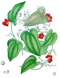 Image result for Smilax anceps