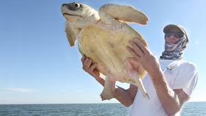 The kemp's ridley turtle (lepidochelys kempii) is the most endangered sea turtle species (national research council, 1990; The Story Of A Sea Turtle Named Ob1