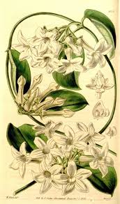 Stephanotis From Madagascar 1843 Illustration By William Macarthur At Camden Park Nsw Australia Birth Flower Tattoos Botanical Painting Botanical Drawings