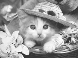 Cute kat kleurplaat gratis afbeelding op pixabay. Kleurplaat Animals Schattige Katten Schattigste Dieren Mooie Katten