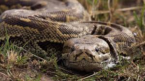 Cazadores capturan a pitón de 16 pies en los Everglades | El Nuevo Herald