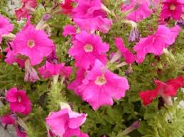 Image result for foto petúnie