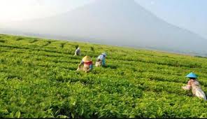 Sebelum kita mulai perjalanan kali ini lebih baiknya kita lebih mengenal dulu bagaimana asal usul kebun teh di jember ini kebun teh gunung gambir merupakan objek wisata yang mulai ramai pada saat ini di kawasan jember gak hanya jember juga sih daerah sekitar jember juga mulai berdatangan ke tempat wisata ini, perkebunan teh gunung gambir merupakan peninggalan belanda, dengan ketinggian 900 m. Eloknya 40 Tempat Wisata Di Kota Bukit Jember Jawa Timur Trip Jalan Jalan