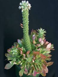 Image result for Ceropegia lugardiae