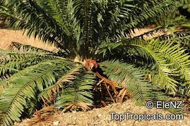 Image result for Encephalartos gratus