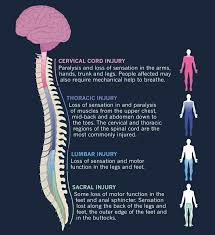 The brain and the spinal cord constitute the central nervous system. Repairing The Neural Highway