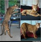 Ashera For Sale (7) | Petzlover